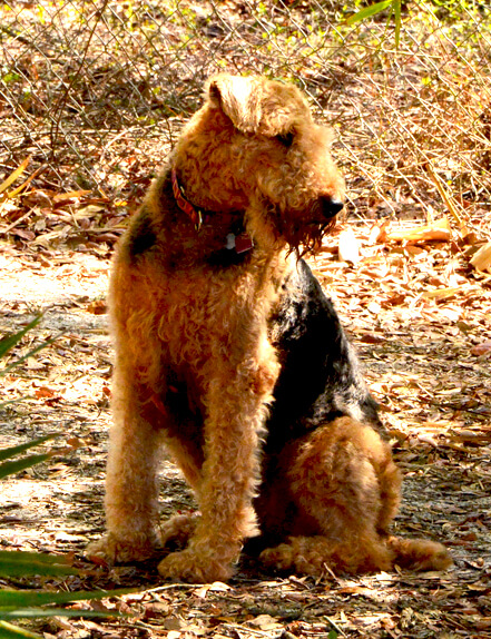 sunshine airedales