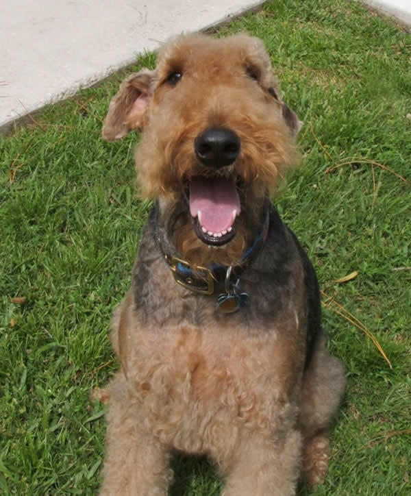 sunshine airedales